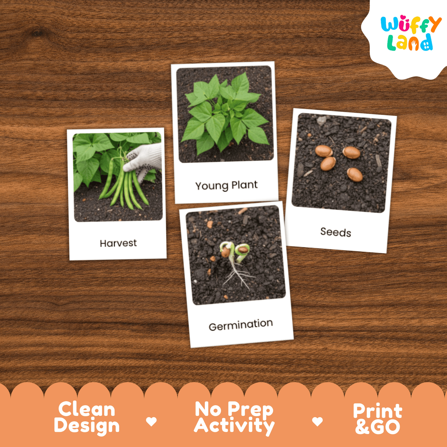 Green Bean Life Cycle Flashcards Montessori 3 Part Cards Science Activity Garden