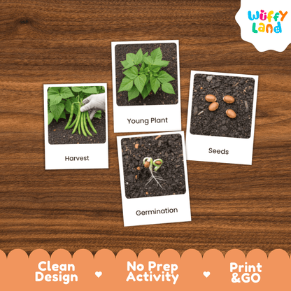 Green Bean Life Cycle Flashcards Montessori 3 Part Cards Science Activity Garden