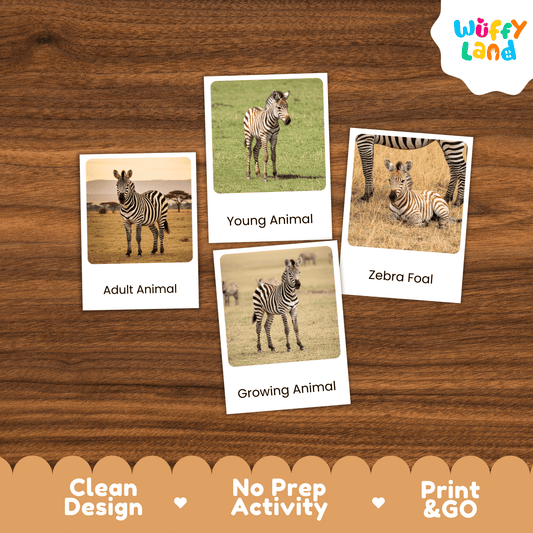 Zebra Life Cycle Montessori 3-Part Cards - Science Zoology Mammal Flashcards