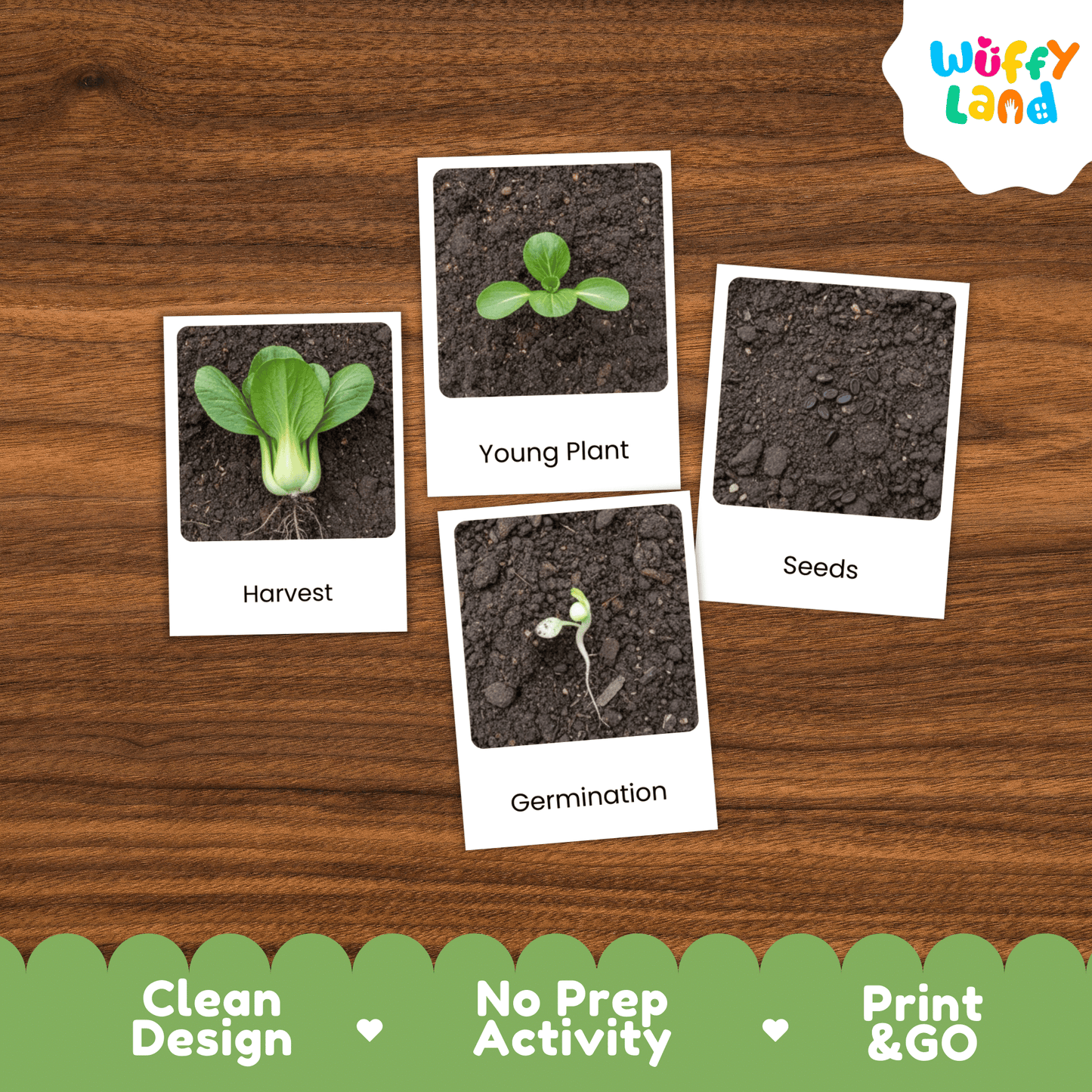 Bok Choy Life Cycle Flashcards Montessori 3 Part Cards Science Activity Garden