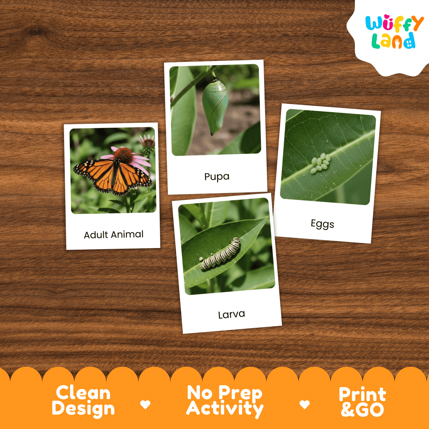 Butterfly Life Cycle Montessori 3-Part Cards - Science Zoology Flashcards