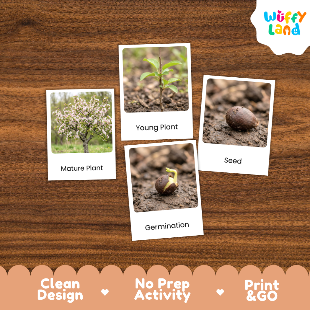 Crabapple Life Cycle Flashcard 3 Part Card Montessori Printable Activity