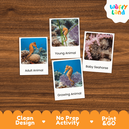 Seahorse Life Cycle Montessori 3-Part Cards - Science Zoology Marine Flashcards
