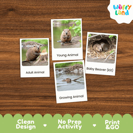 Beaver Life Cycle Montessori 3-Part Cards - Science Zoology Mammal Flashcards