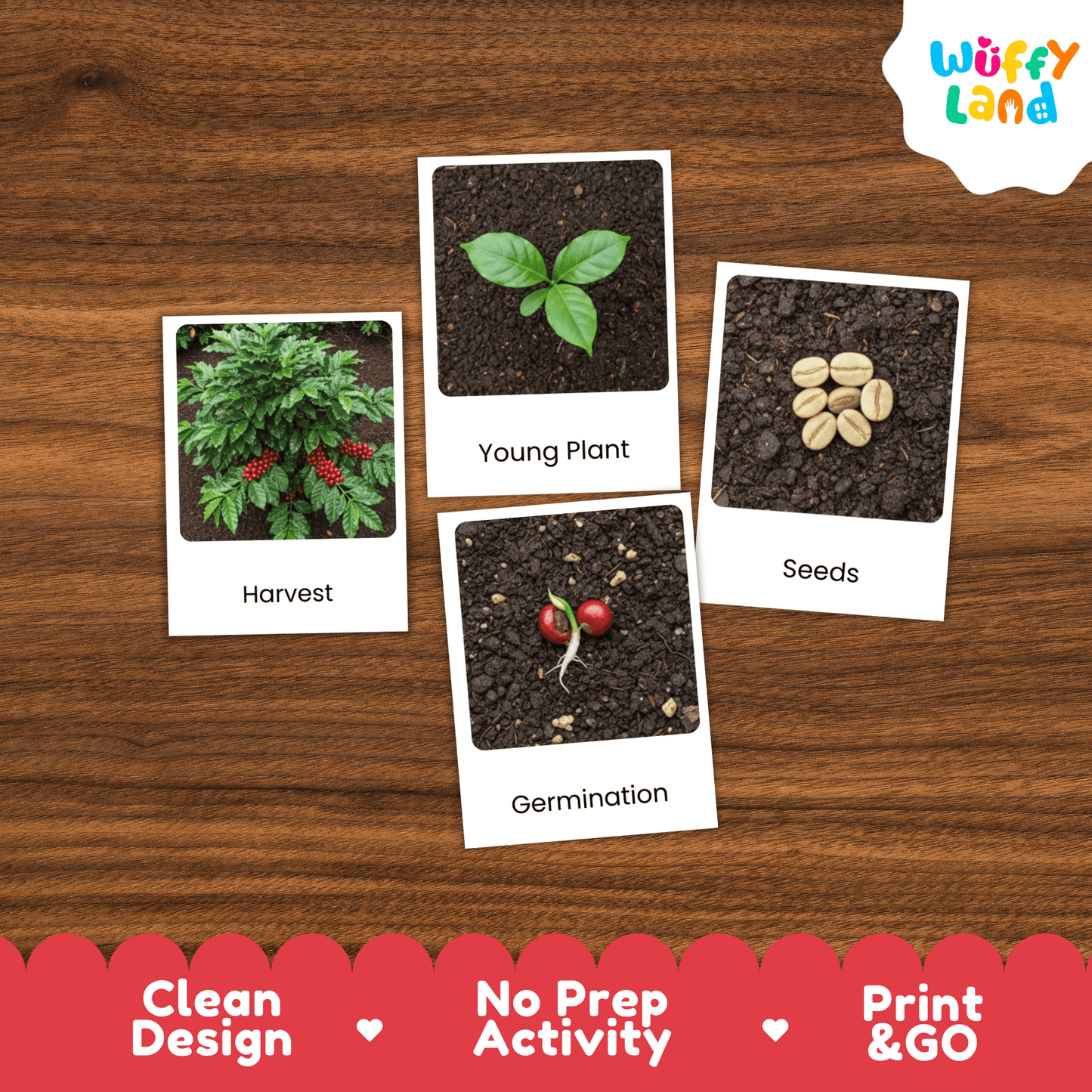 Coffee Life Cycle Montessori 3-Part Cards - Science Botany Flashcards
