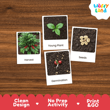 Coffee Life Cycle Montessori 3-Part Cards - Science Botany Flashcards