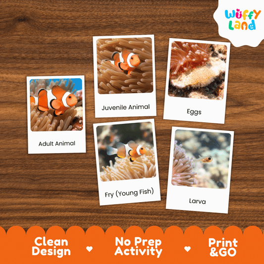 Fish Life Cycle Montessori 3-Part Cards - Science Zoology Marine Flashcards