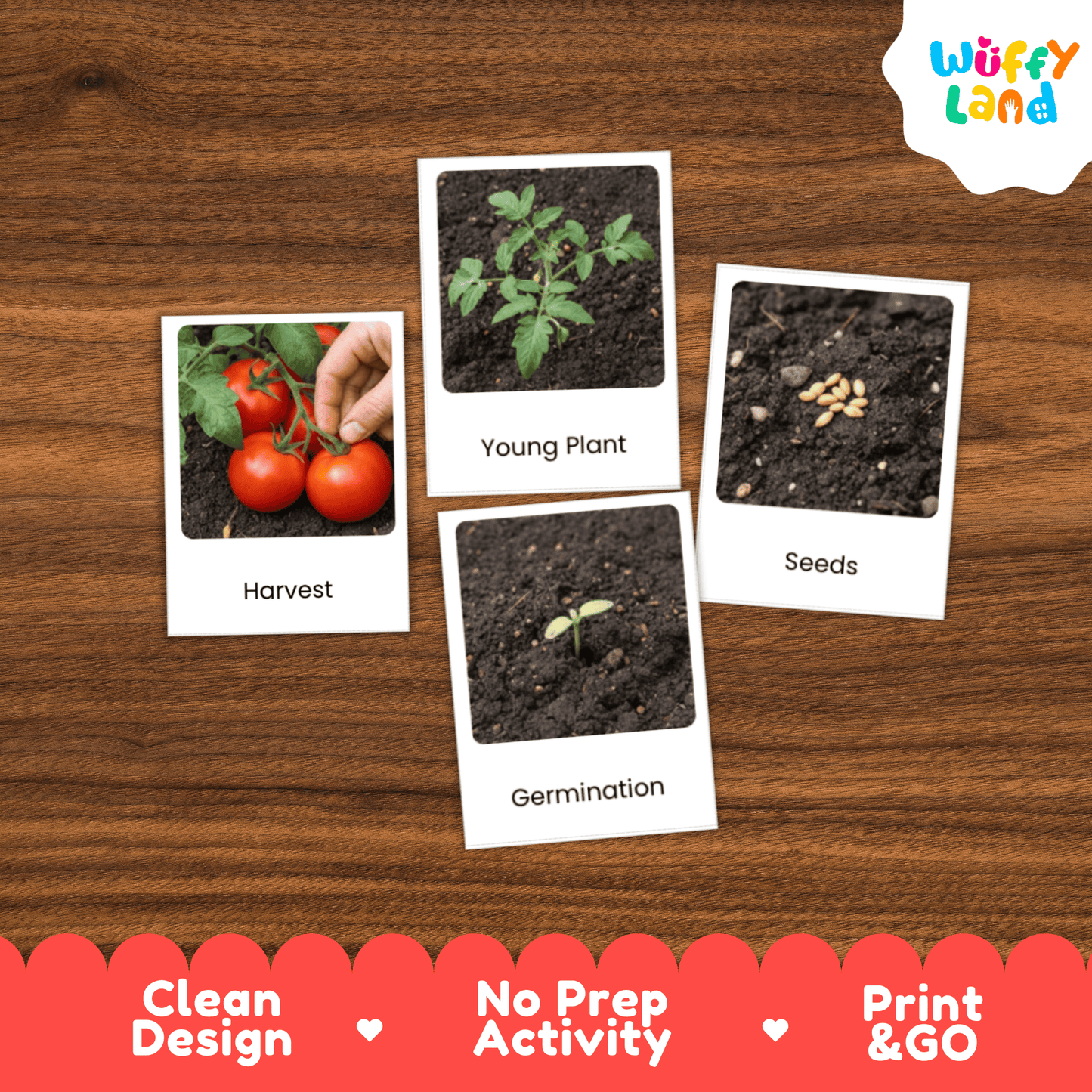 Tomato Life Cycle Flashcards Montessori 3 Part Cards Science Activity Garden