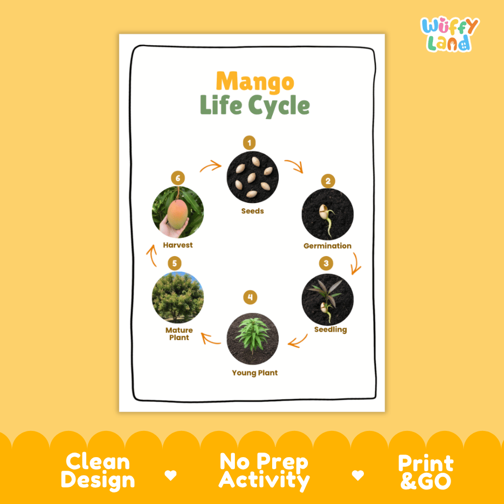 Mango Lifecycle Poster and Cut and Paste Activity Worksheets | Plant Science Printables