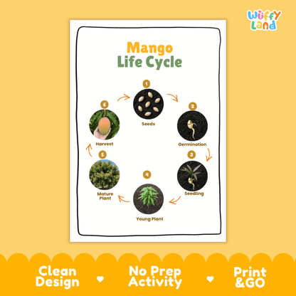 Mango Lifecycle Poster and Cut and Paste Activity Worksheets | Plant Science Printables