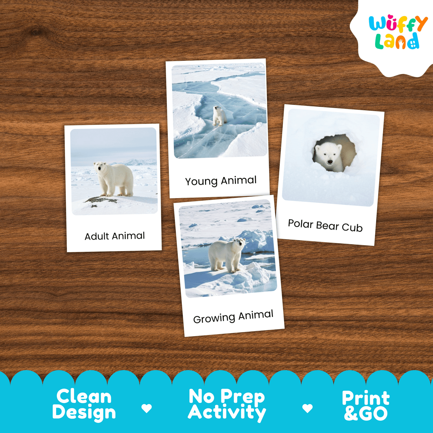 Polar Bear Life Cycle Montessori 3-Part Cards - Science Zoology Mammal Flashcard
