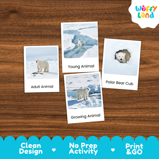 Polar Bear Life Cycle Montessori 3-Part Cards - Science Zoology Mammal Flashcard