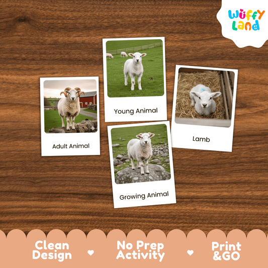 Sheep Life Cycle Montessori 3-Part Cards - Science Zoology Flashcard