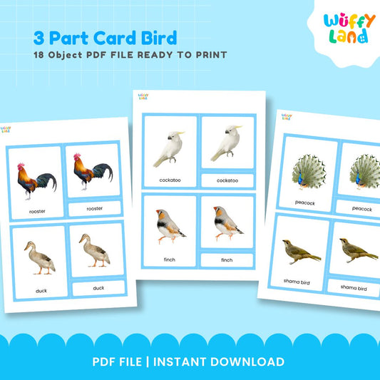 Kartu 3 Bagian Montessori Seri Burung Zoologi 