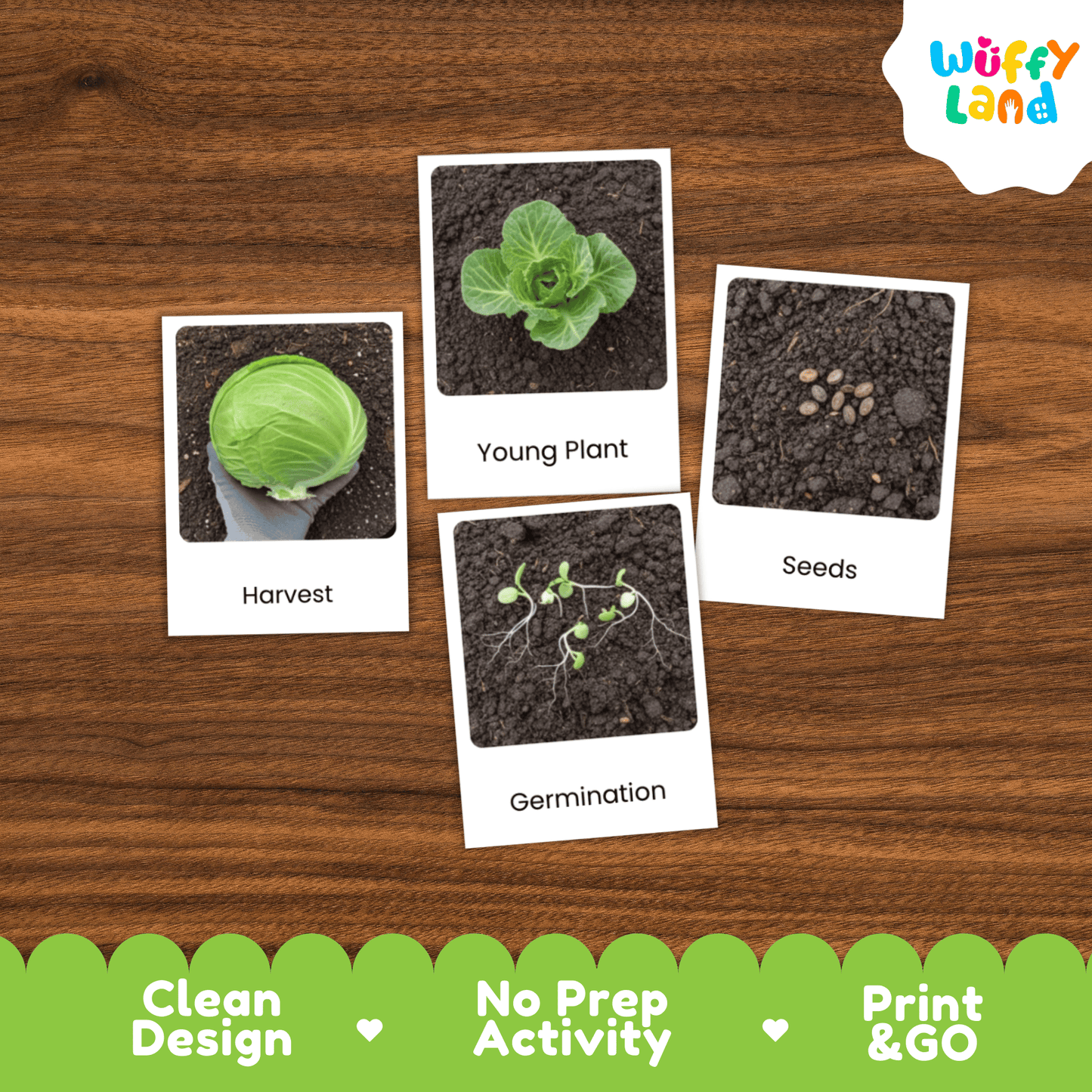 Cabbage Life Cycle Flashcards Montessori 3 Part Cards Science Activity Garden