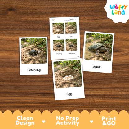 Snapping Turtle Life Cycle Flashcards 3 Part Cards Montessori Science Activity