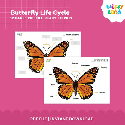 Butterfly Life Cycle Printable - Life Cycle Learning for Kids