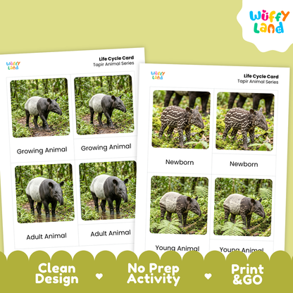 Tapir Life Cycle Flashcards - Montessori 3 Part Cards Printable Activity
