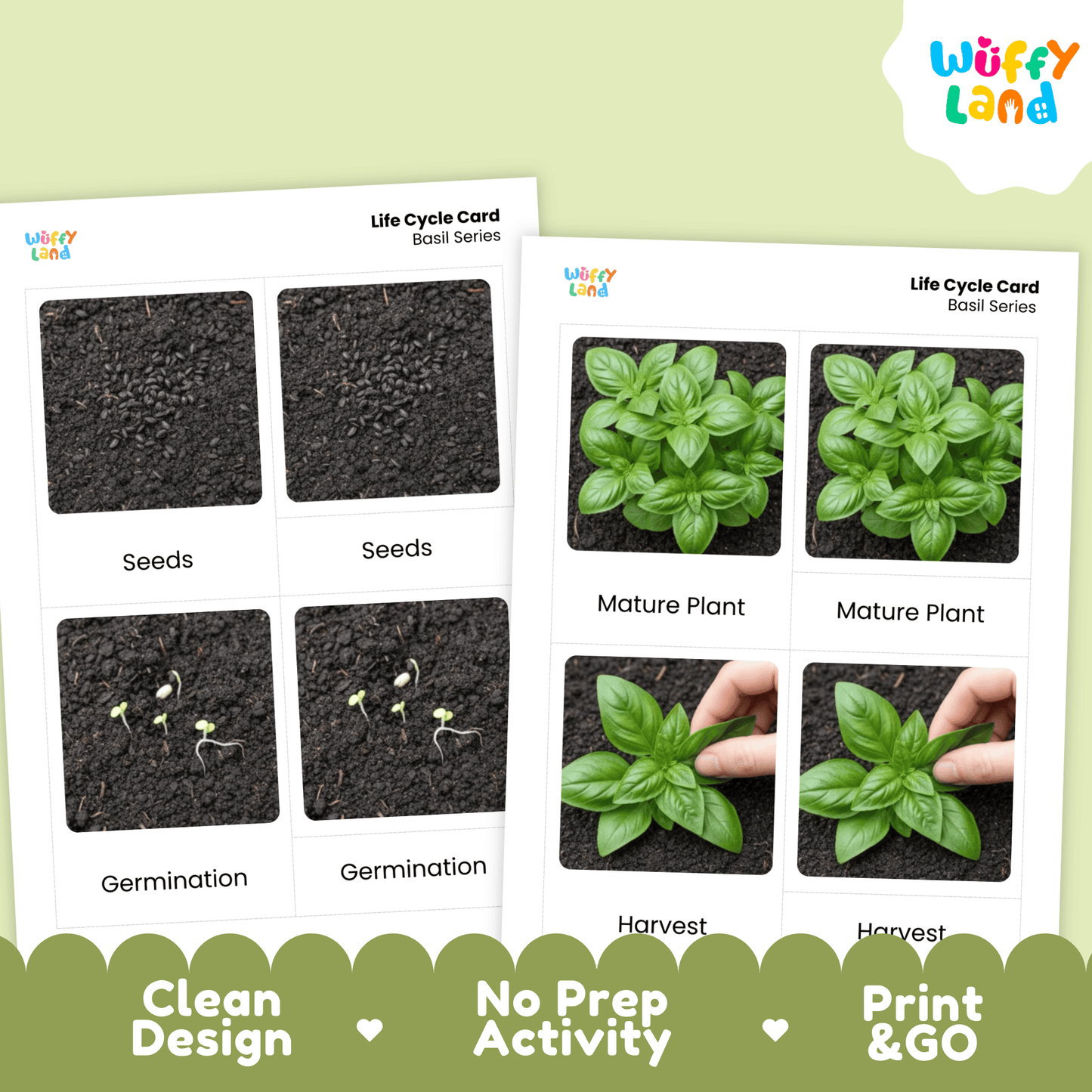 Basil Life Cycle Montessori 3-Part Cards - Science Botany Flashcards