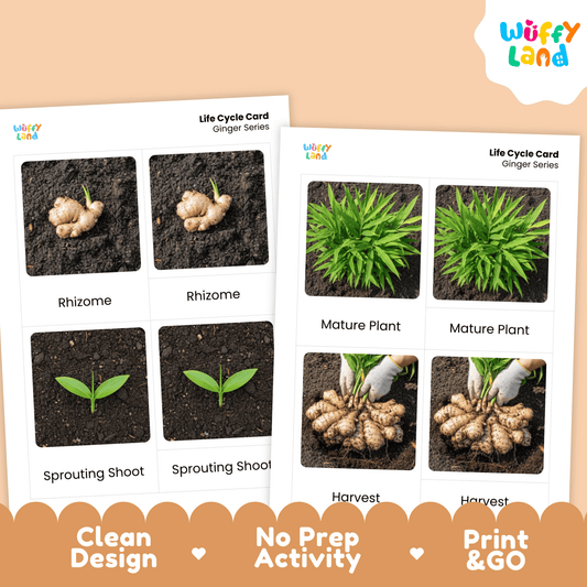 Ginger Life Cycle Montessori 3-Part Cards - Science Botany Flashcards