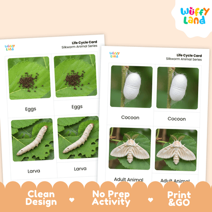 Silkworm Life Cycle Montessori 3-Part Cards - Science Zoology Flashcards