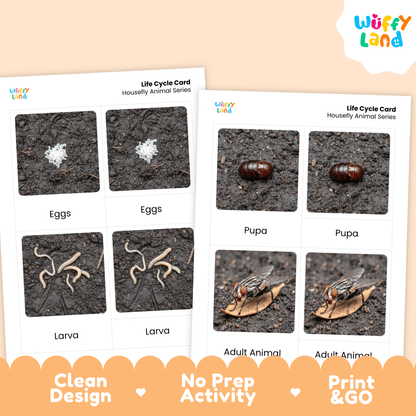 Housefly Life Cycle Montessori 3-Part Cards - Science Zoology Flashcards