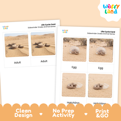 Sidewinder Snake Life Cycle Flashcards 3 Part Cards Montessori Science Activity