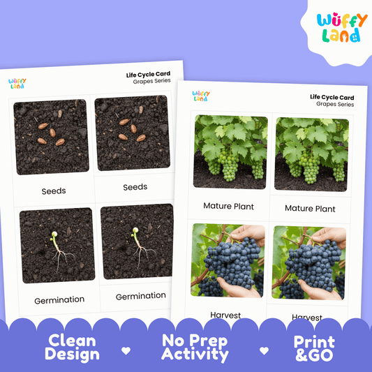 Grapes Life Cycle Montessori 3-Part Cards - Science Botany Flashcards