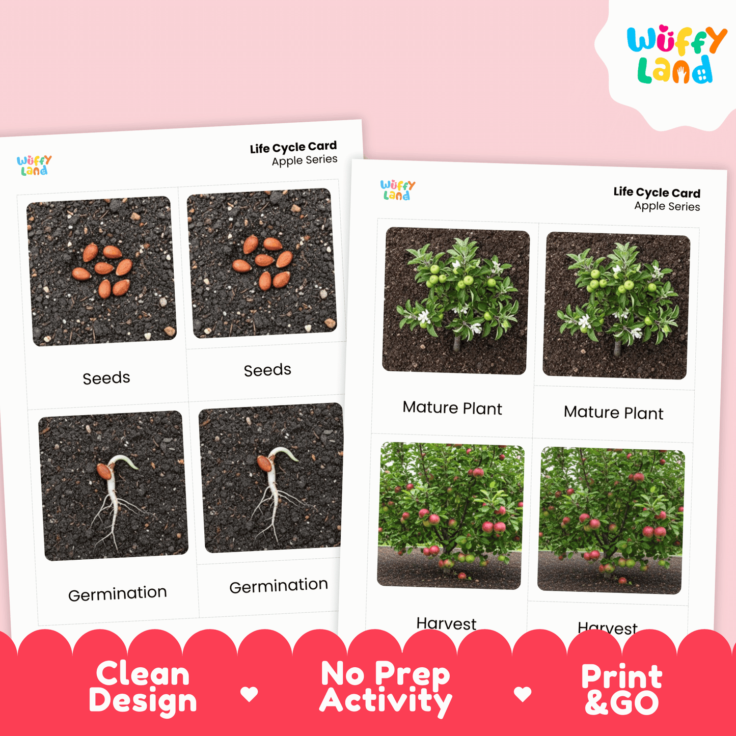 Apple Life Cycle Montessori 3-Part Cards - Science Botany Flashcards