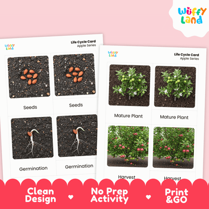 Apple Life Cycle Montessori 3-Part Cards - Science Botany Flashcards