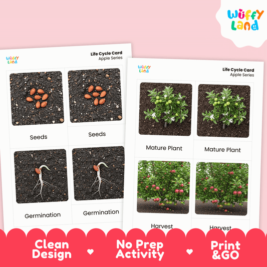 Apple Life Cycle Montessori 3-Part Cards - Science Botany Flashcards