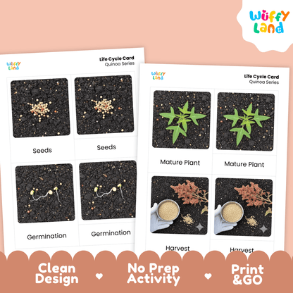 Quinoa Life Cycle Montessori 3-Part Cards - Science Botany Flashcards