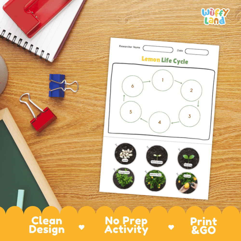 Lemon Lifecycle Poster and Cut and Paste Activity Worksheets | Plant Science Printables