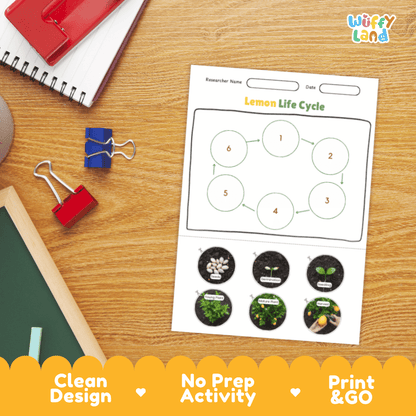 Lemon Lifecycle Poster and Cut and Paste Activity Worksheets | Plant Science Printables