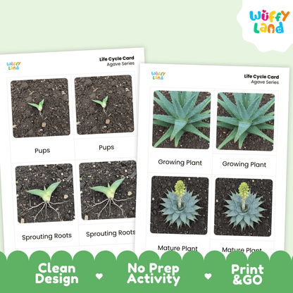 Agave Life Cycle Montessori 3-Part Cards - Science Botany Flashcards