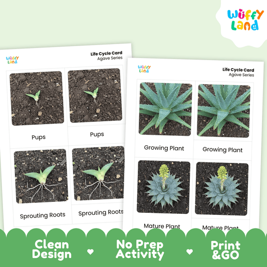Agave Life Cycle Montessori 3-Part Cards - Science Botany Flashcards