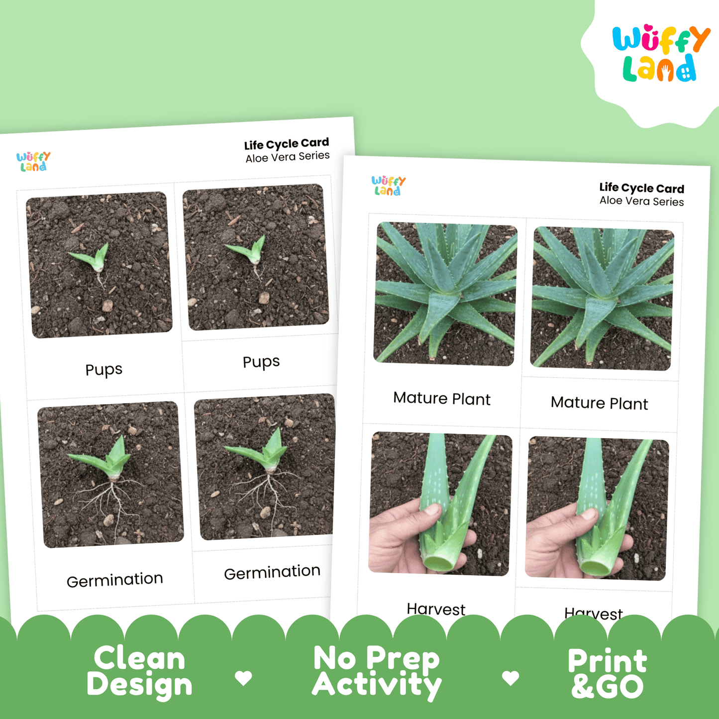 Aloe Vera Life Cycle Montessori 3-Part Cards - Science Botany Flashcards