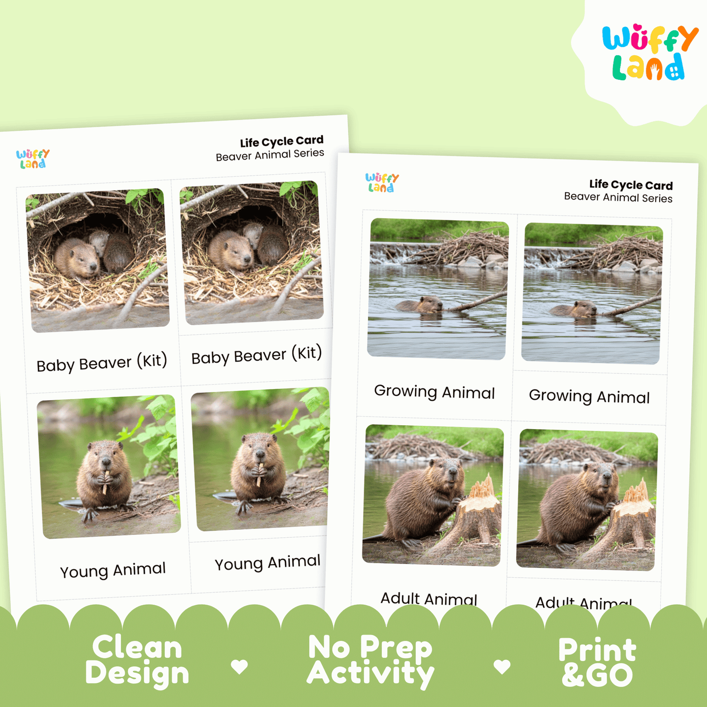 Beaver Life Cycle Montessori 3-Part Cards - Science Zoology Mammal Flashcards