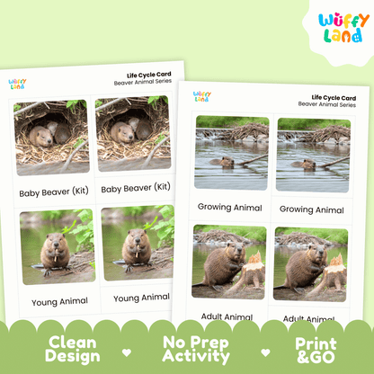 Beaver Life Cycle Montessori 3-Part Cards - Science Zoology Mammal Flashcards