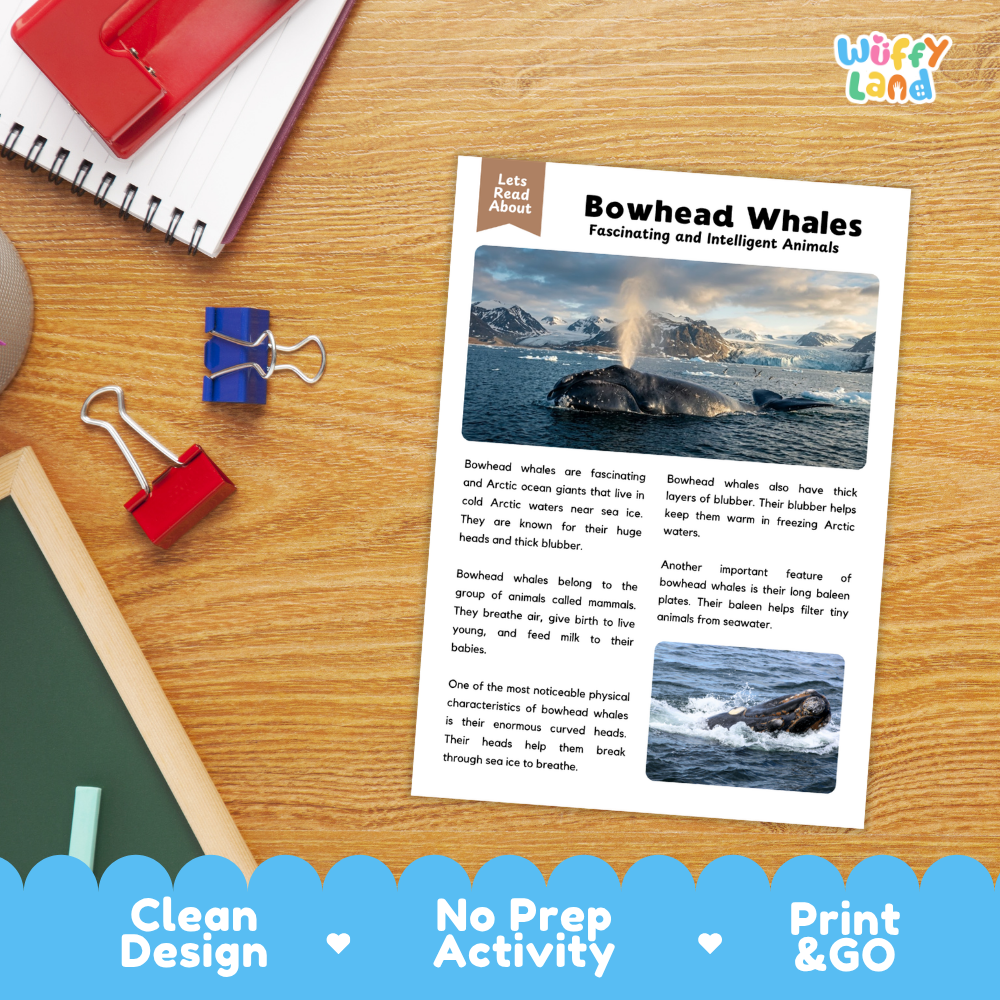 Bowhead Whale Reading Passage and Comprehension Questions Worksheets
