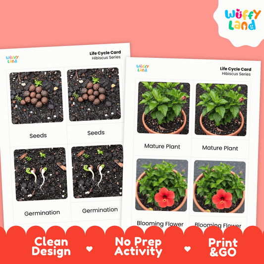 Hibiscus Life Cycle Montessori 3-Part Cards - Science Botany Flashcards