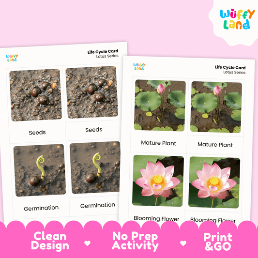 Lotus Life Cycle Montessori 3-Part Cards - Science Botany Flashcards