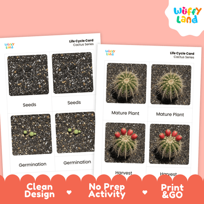 Cactus Life Cycle Montessori 3-Part Cards - Science Botany Flashcards