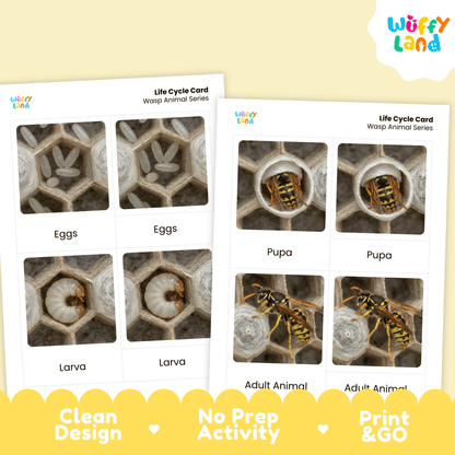 Wasp Life Cycle Montessori 3-Part Cards - Science Zoology Flashcards
