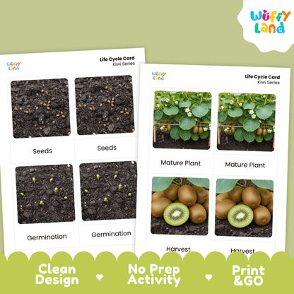 Kiwi Life Cycle Montessori 3-Part Cards - Science Botany Flashcards