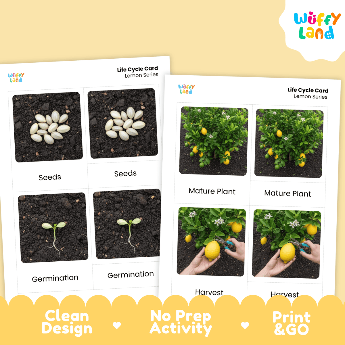 Lemon Life Cycle Montessori 3-Part Cards - Science Botany Flashcards