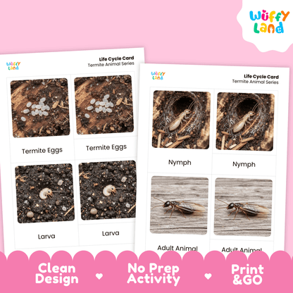 Termite Life Cycle Montessori 3-Part Cards - Science Zoology Insect Flashcards