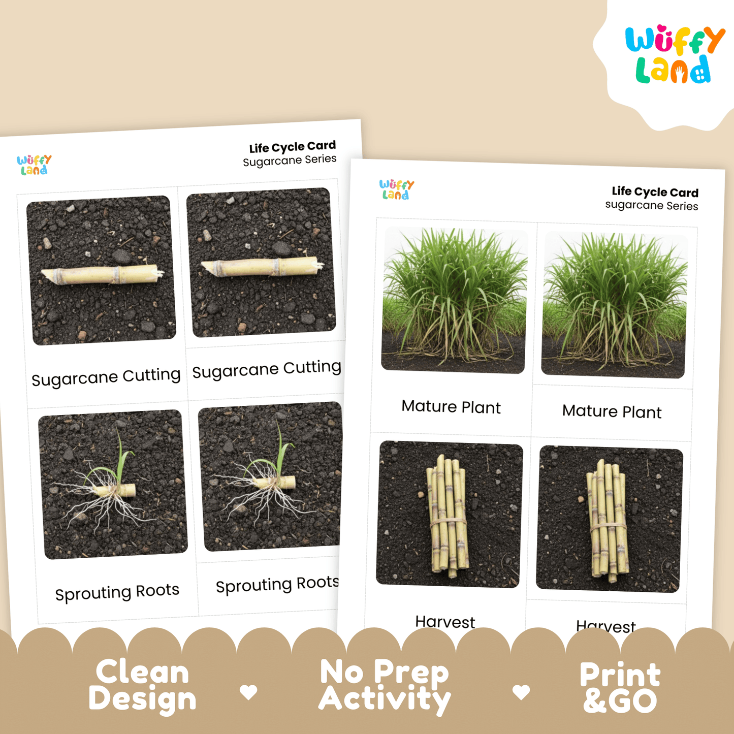 Sugarcane Life Cycle Montessori 3-Part Cards - Science Botany Flashcards
