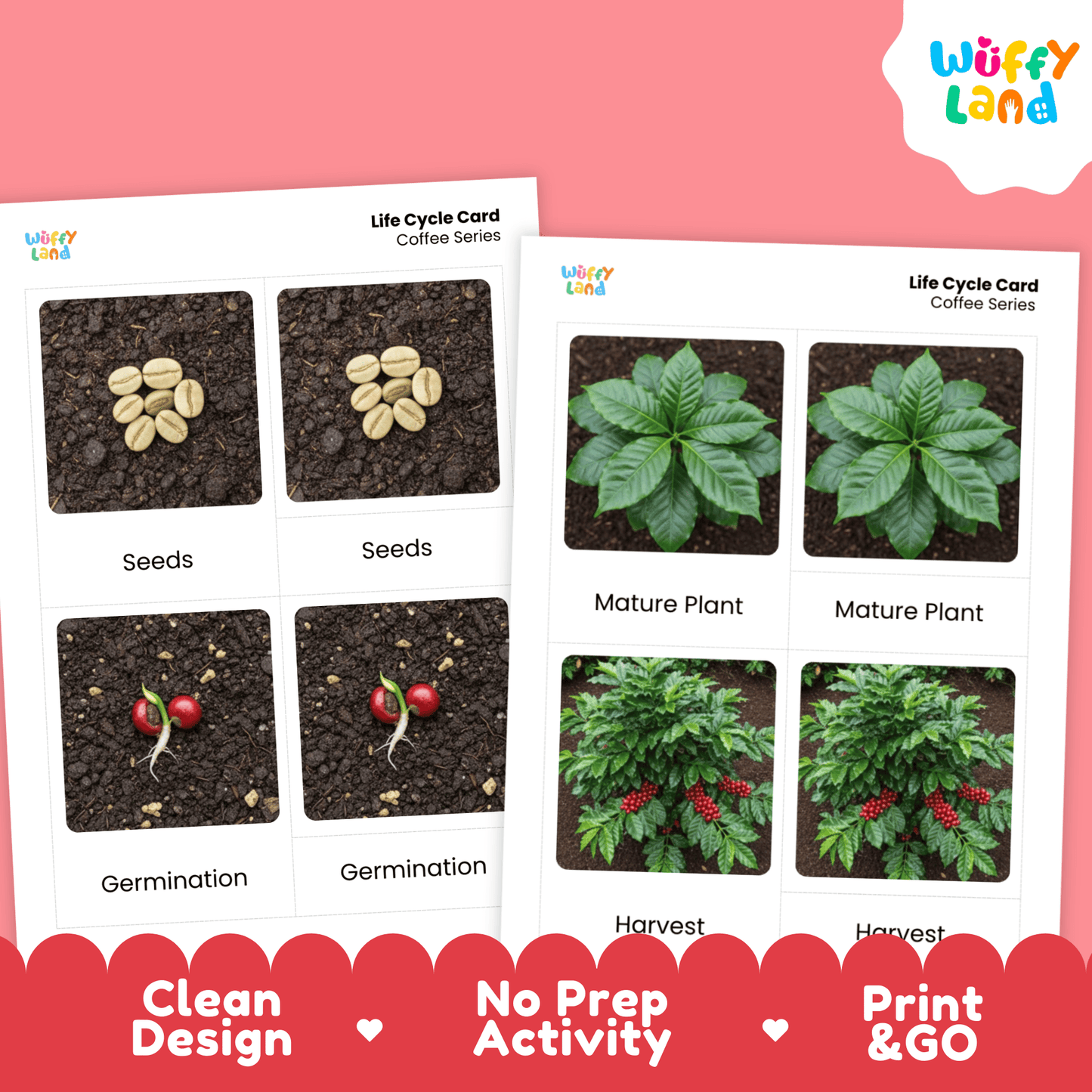 Coffee Life Cycle Montessori 3-Part Cards - Science Botany Flashcards