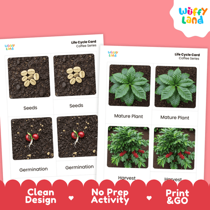 Coffee Life Cycle Montessori 3-Part Cards - Science Botany Flashcards